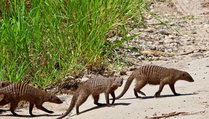 Tanzania Safari Wheather