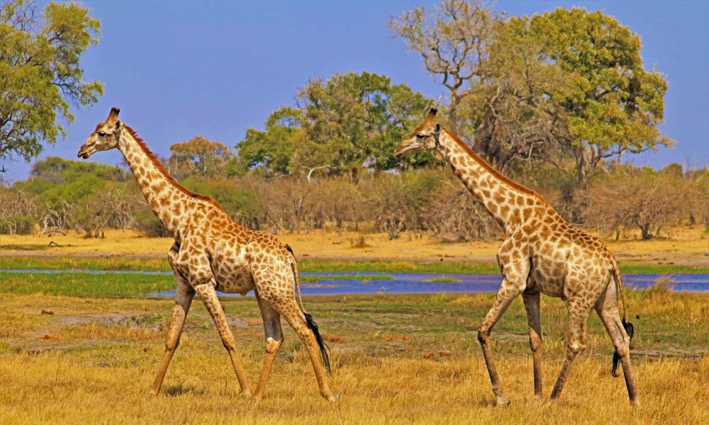 Northern & Zanzibar Safari: Wildlife & Beach Paradise