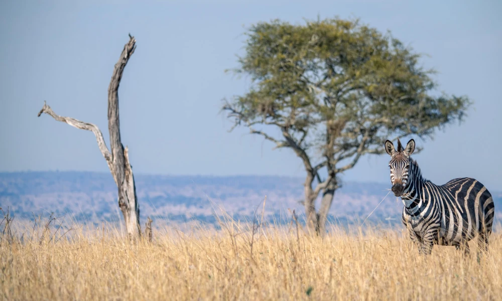 Epic Adventure across Tanzania’s Legendary Landscapes.