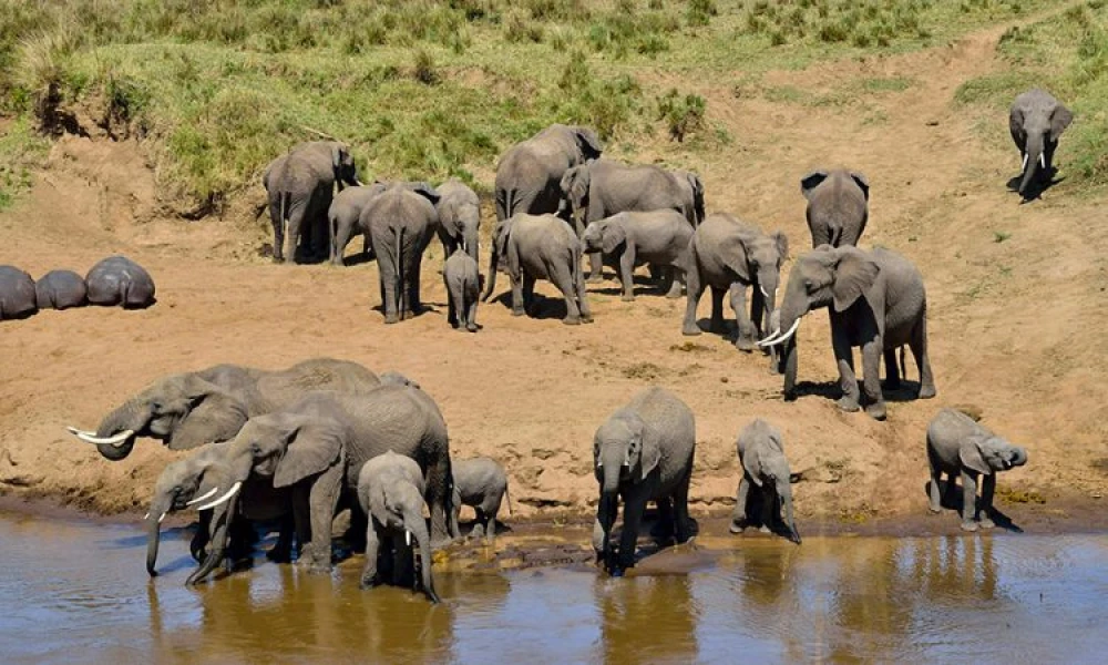 Journey through Tanzania’s Iconic Destinations a Midrange Safari of a Lifetime.
