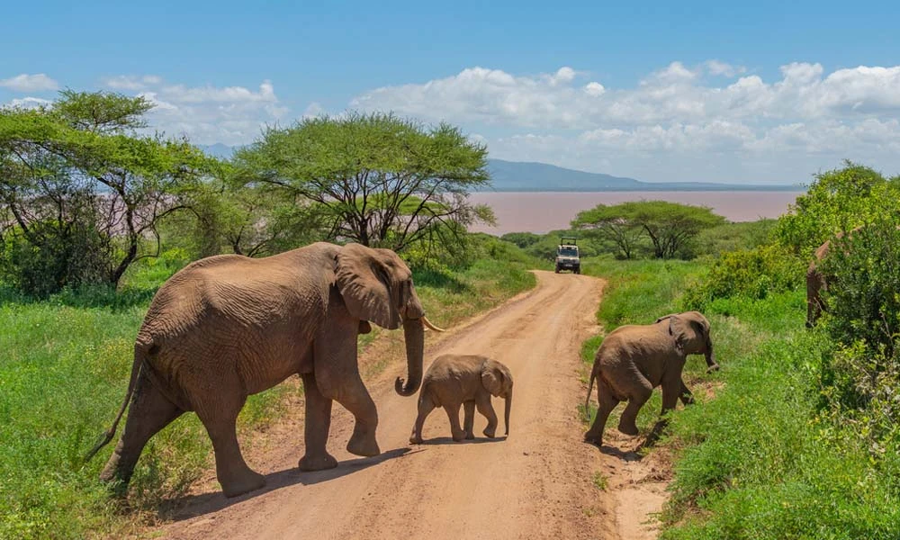 Northern Circuit Adventure Track the Great Wildebeest Migration.
