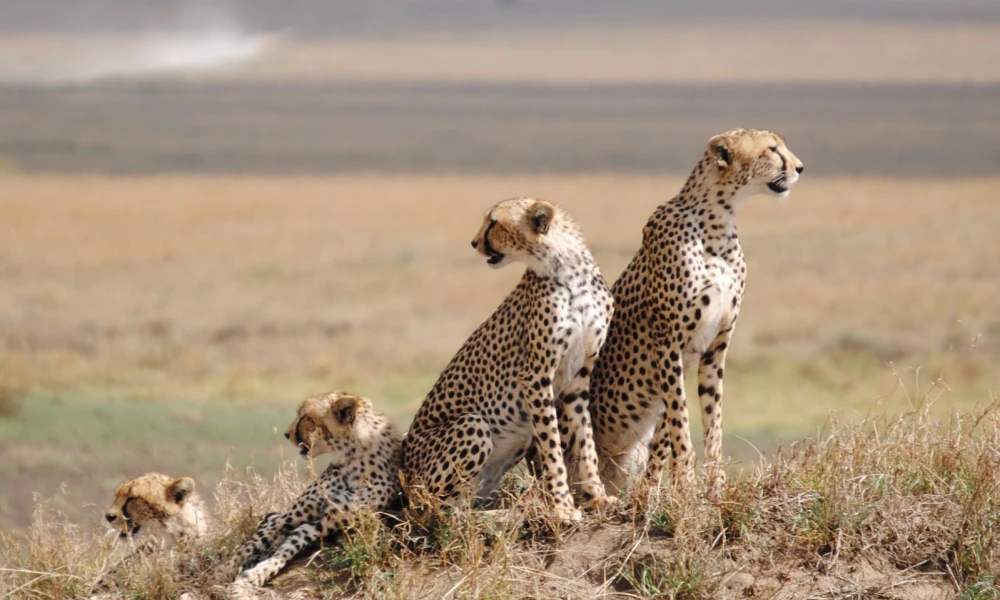 Serengeti Wildlife (Cheetah)