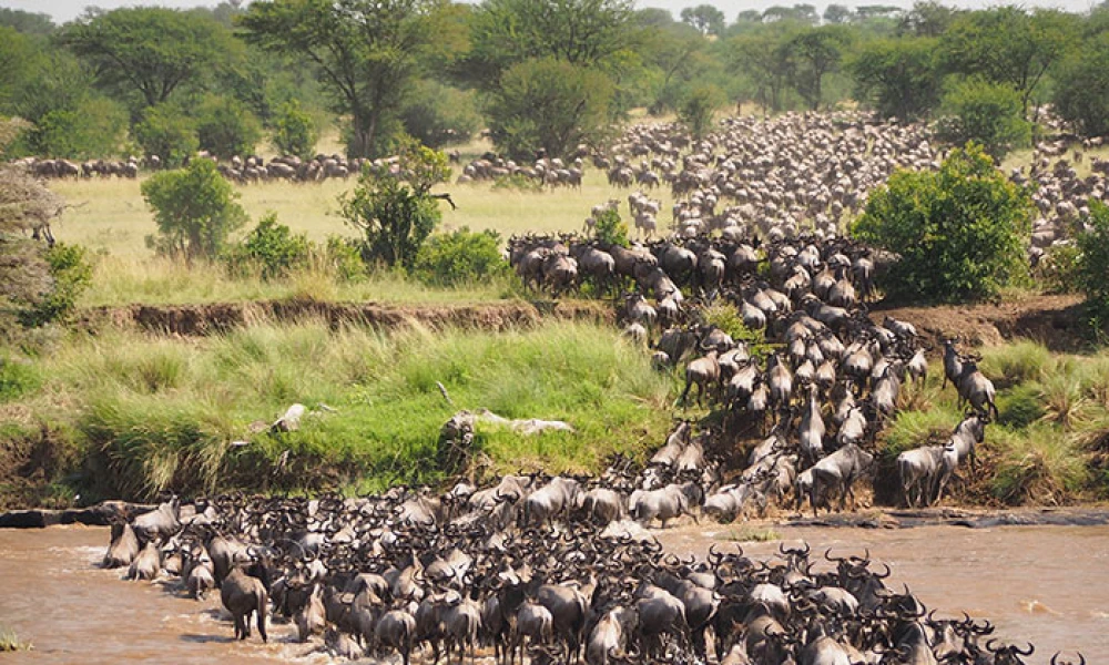 Witness Nature&#039;s Grand Parade via Tarangire and Serengeti.