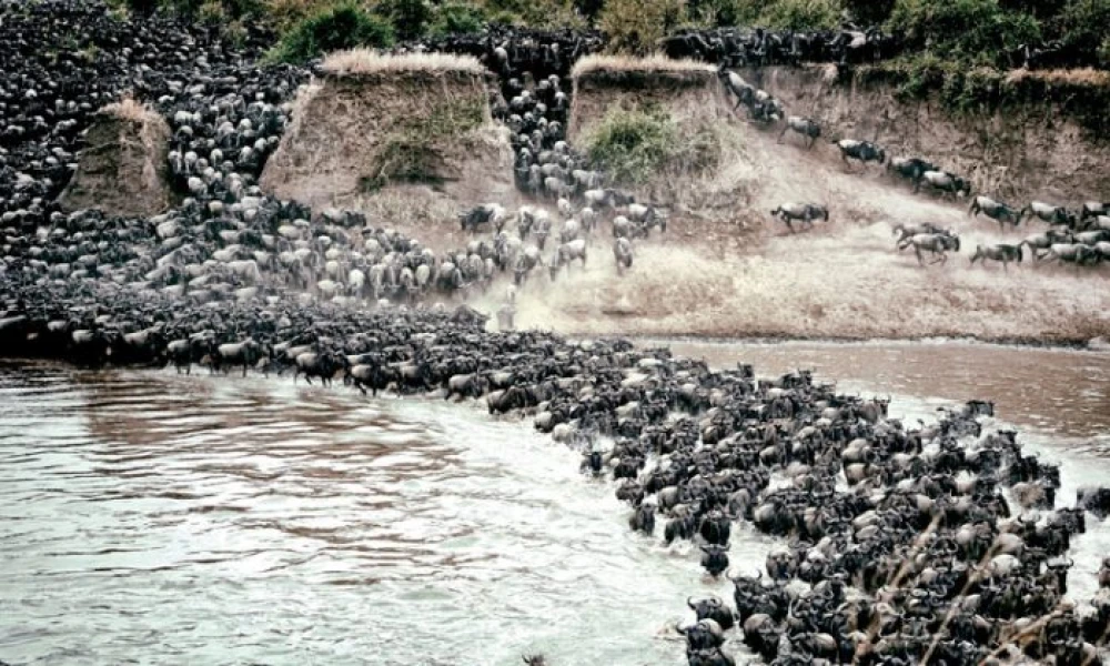 The dramatic river crossing in Serengeti