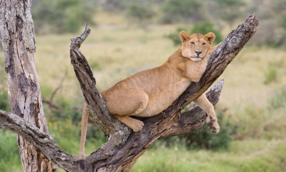  Midrange Honeymoon Safari Escape in Tanzania.