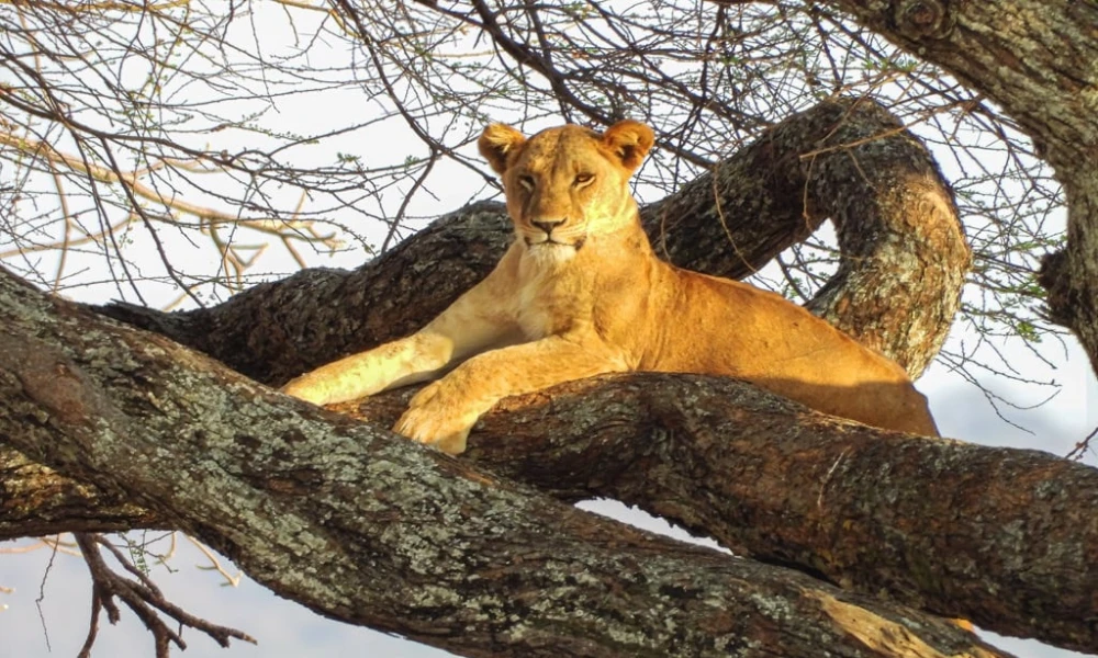 Luxury Ndutu Safari witness Predators in Action.