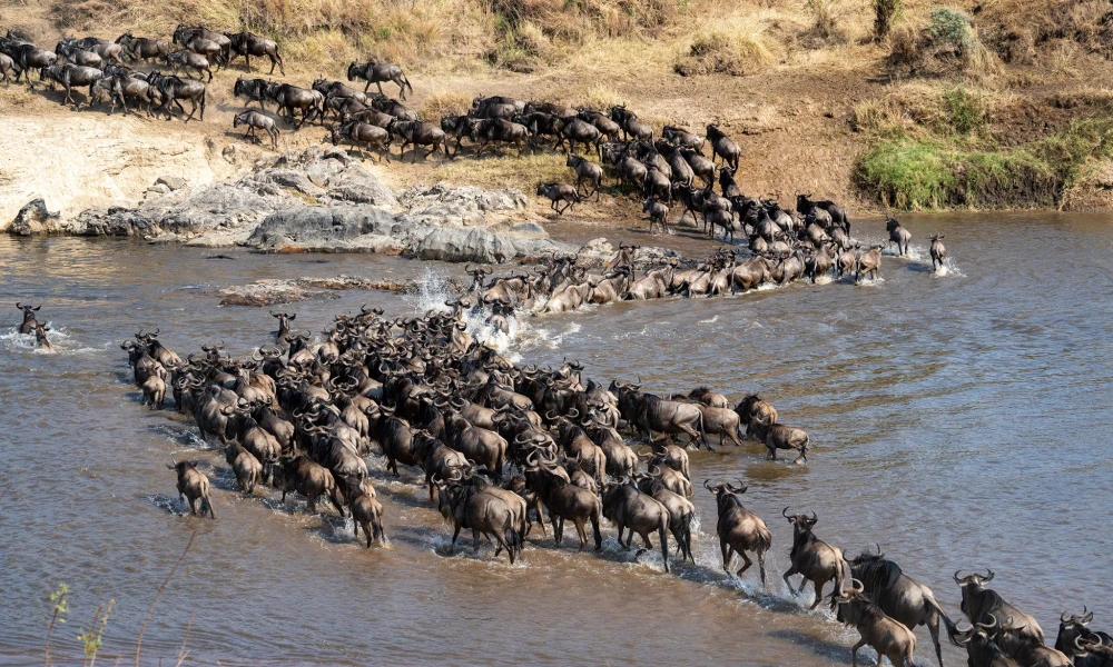 Serengeti Wildebeests Crossing the River