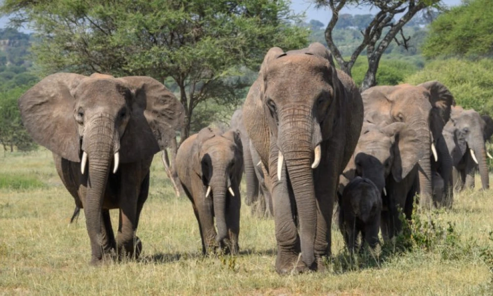 Wild safari with Materuni waterfalls and coffee tasting experiences.