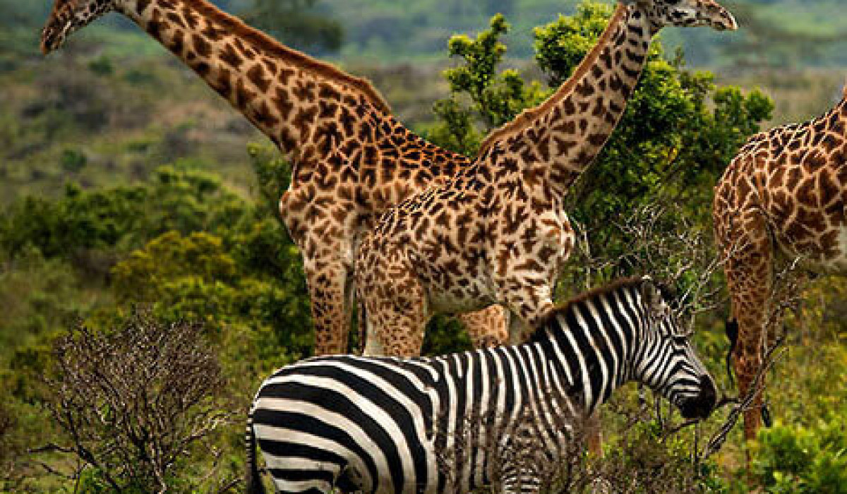 Arusha National Park
