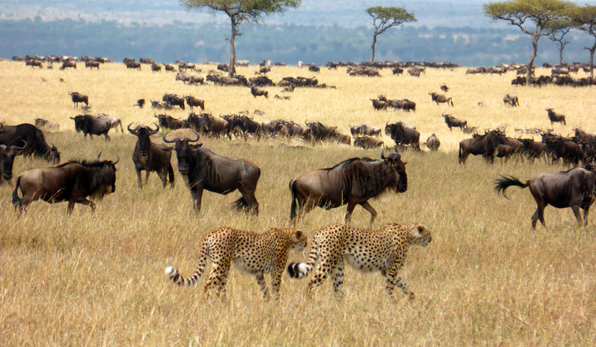 Safaris for Tanzania's wildebeest migration