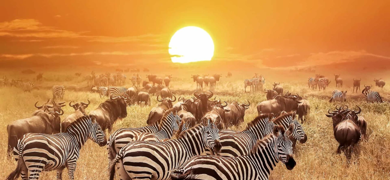 Every safari is custom-built to fit your dream